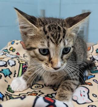 Fred Darts -  Domestic Short Hair Cat for Adoption in Cape Coral, Florida - Fred Darts | PetCurious