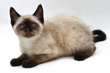 Clyde -  Siamese Cat for Adoption in Mobile, Alabama - Clyde | PetCurious