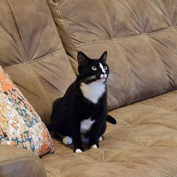 Rescue Domestic Short Hair Cats for Adoption in Absecon, New Jersey - Mommy Girl | PetCurious