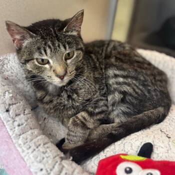 Cassie -  Domestic Short Hair Cat for Adoption in Marshalltown, Iowa - Cassie | PetCurious