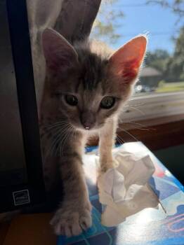 Judy Hopps -  Domestic Medium Hair Cat for Adoption in Grand Rapids, Michigan - Judy Hopps | PetCurious