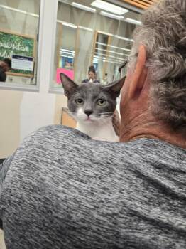 Rescue Domestic Short Hair Cats for Adoption in Huffman, Texas - Minnie | PetCurious