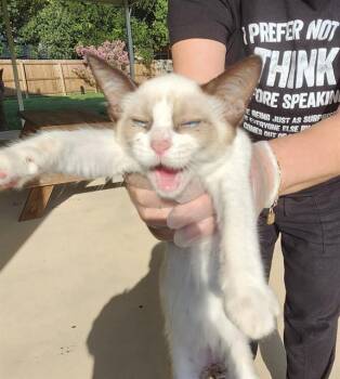 SUNFYRE -  Domestic Short Hair Cat for Adoption in San Antonio, Texas - SUNFYRE | PetCurious