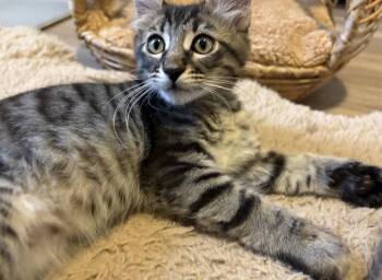 Toasty -  Domestic Short Hair Cat for Adoption in Riverside, California - Toasty | PetCurious