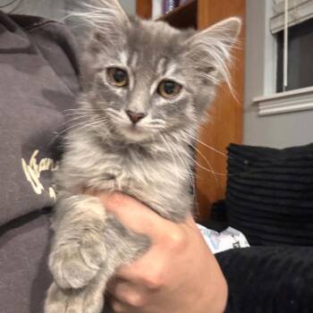Gandalf Hughes -  Domestic Long Hair Cat for Adoption in Eagle Mountain, Utah - Gandalf Hughes | PetCurious