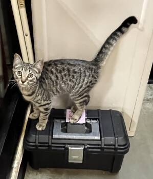 Domestic Short Hair Cats Available for Adoption in Duluth, Georgia - Hazel | PetCurious