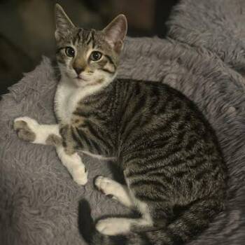 Rescue Tabby and Domestic Short Hair Cats for Adoption in Sacramento, California - Dumpling | PetCurious
