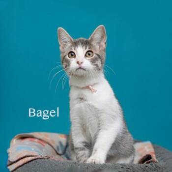 Bagel -  Domestic Short Hair Cat for Adoption in Parma, Ohio - Bagel | PetCurious