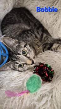 Bobbie -  Domestic Short Hair Cat for Adoption in Conway, South Carolina - Bobbie | PetCurious