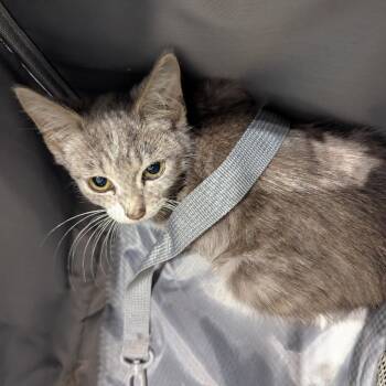 Bread -  Domestic Short Hair Cat for Adoption in Lynchburg, Virginia - Bread | PetCurious