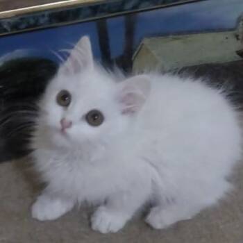Turkish Angora and Himalayan Cats Available for Adoption - Bonded Pair 10 Weeks Old | PetCurious