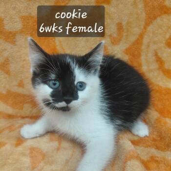 Cookie -  Domestic Short Hair Cat for Adoption in New Tazewell, Tennessee - Cookie | PetCurious