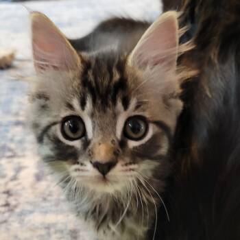Tow-Mater -  Domestic Long Hair Cat for Adoption in Fort Worth, Texas - Tow-Mater | PetCurious
