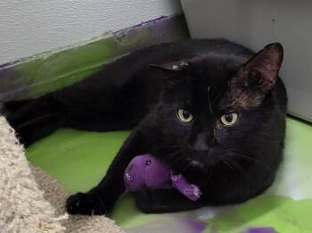 Rescue Domestic Short Hair Cats for Adoption in Anna, Illinois - Jesse | PetCurious