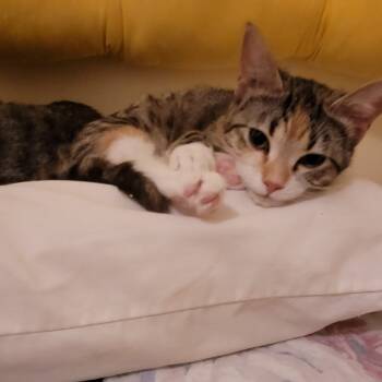 Rescue Domestic Short Hair Cats for Adoption in Abbotsford, British Columbia - Haneil | PetCurious