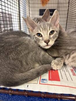 Domestic Short Hair Cats Available for Adoption in Fort Lauderdale, Florida - DEWEY | PetCurious
