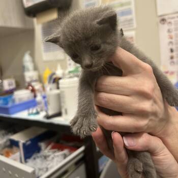 Rei -  Domestic Short Hair Cat for Adoption in Chattanooga, Tennessee - Rei | PetCurious