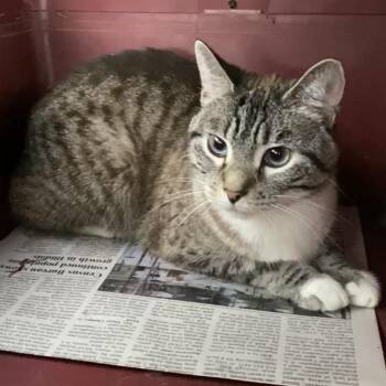 Sloane -  Domestic Short Hair and Siamese Cat for Adoption in Herrin, Illinois - Sloane | PetCurious