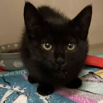 Sidney -  Domestic Short Hair Cat for Adoption in Redwood City, California - Sidney | PetCurious