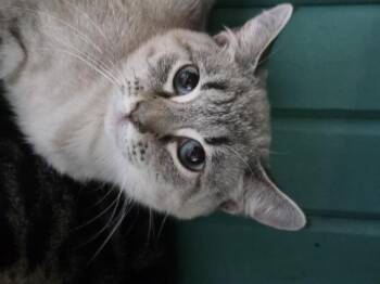 Casey -  Siamese Cat for Adoption in Greensburg, Pennsylvania - Casey | PetCurious