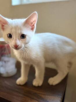 Diego -  Domestic Short Hair Cat Available for Adoption in Lancaster, California - Diego | PetCurious