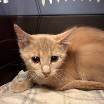 Disco Ball -  Domestic Short Hair Cat for Adoption in Manhattan, Kansas - Disco Ball | PetCurious