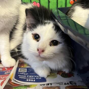 Domestic Long Hair Cats Available for Adoption - Cola | PetCurious