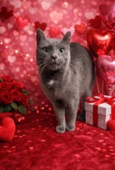 Domestic Short Hair Cats Available for Adoption - Nonee | PetCurious