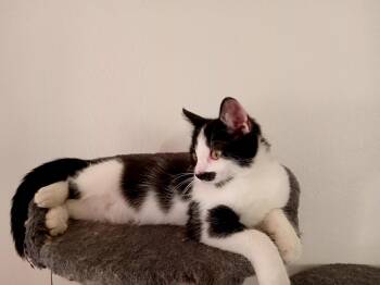 Inkling -  Domestic Short Hair Cat for Adoption in Glendale, Arizona - Inkling | PetCurious