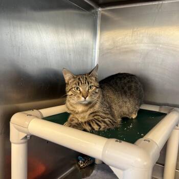 Poptart -  Domestic Short Hair Cat for Adoption in Rock Falls, Illinois - Poptart | PetCurious