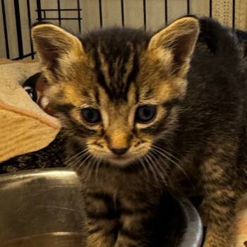 Rescue Domestic Short Hair Cats for Adoption in Clarksdale, Mississippi - Benny | PetCurious