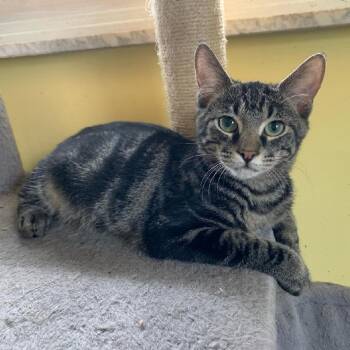 Gibson -  Domestic Short Hair Cat for Adoption in Greensburg, Pennsylvania - Gibson | PetCurious