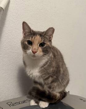 American Shorthair Cats Available for Adoption - Shirley | PetCurious