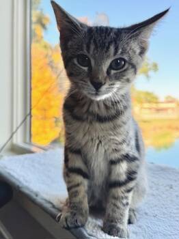 Rescue Domestic Short Hair Cats for Adoption in Anderson, Indiana - Alexis | PetCurious