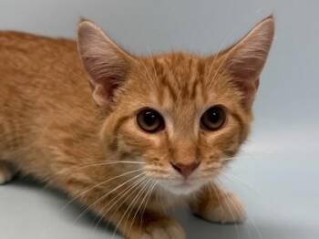 Arnold -  Domestic Medium Hair and Domestic Short Hair Cat for Adoption in Golden Valley, Minnesota - Arnold | PetCurious