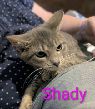 Rescue Tabby Cats for Adoption in Aurora, Indiana - Gaylenes : Shady | PetCurious