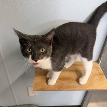 Flip Flop -  Domestic Short Hair Cat for Adoption in Pontiac, Illinois - Flip Flop | PetCurious