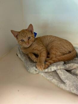 Flounder -  Domestic Short Hair Cat for Adoption in Cumming, Georgia - Flounder | PetCurious
