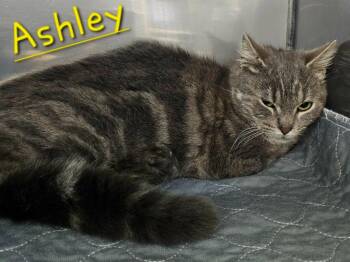 Domestic Short Hair Cats Available for Adoption in Jim Thorpe, Pennsylvania - Ashley | PetCurious