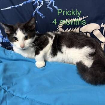Prickly -  Domestic Short Hair Cat for Adoption - Prickly | PetCurious