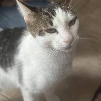 Wally -  Domestic Short Hair Cat for Adoption in Brea, California - Wally | PetCurious