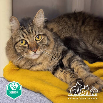 Rescue Domestic Long Hair Cats for Adoption in Irvine, California - REY | PetCurious