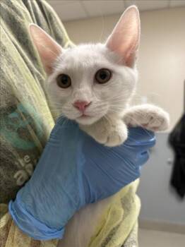 REVLON -  Domestic Short Hair Cat for Adoption in Las Vegas, Nevada - REVLON | PetCurious