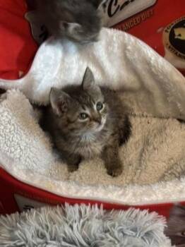 Kiwi -  Domestic Short Hair Cat for Adoption in Phoenixville, Pennsylvania - Kiwi | PetCurious