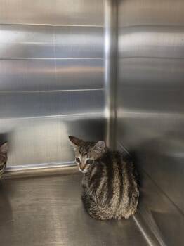 Domestic Short Hair Cats Available for Adoption in Houston, Texas - SISSY | PetCurious
