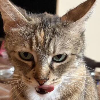 Domestic Short Hair Cats Available for Adoption in Tustin, California - Clementine | PetCurious