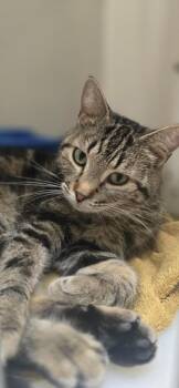 Viola -  Domestic Short Hair Cat for Adoption in Spooner, Wisconsin - Viola | PetCurious