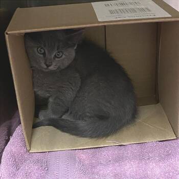 Orchid -  Domestic Short Hair Cat for Adoption in Cheyenne, Wyoming - Orchid | PetCurious