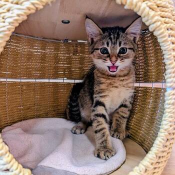 DumpStar -  Domestic Short Hair Cat for Adoption in Huntsville, Arkansas - DumpStar | PetCurious