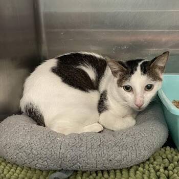 Pinto -  Domestic Short Hair Cat for Adoption in Port Charlotte, Florida - Pinto | PetCurious